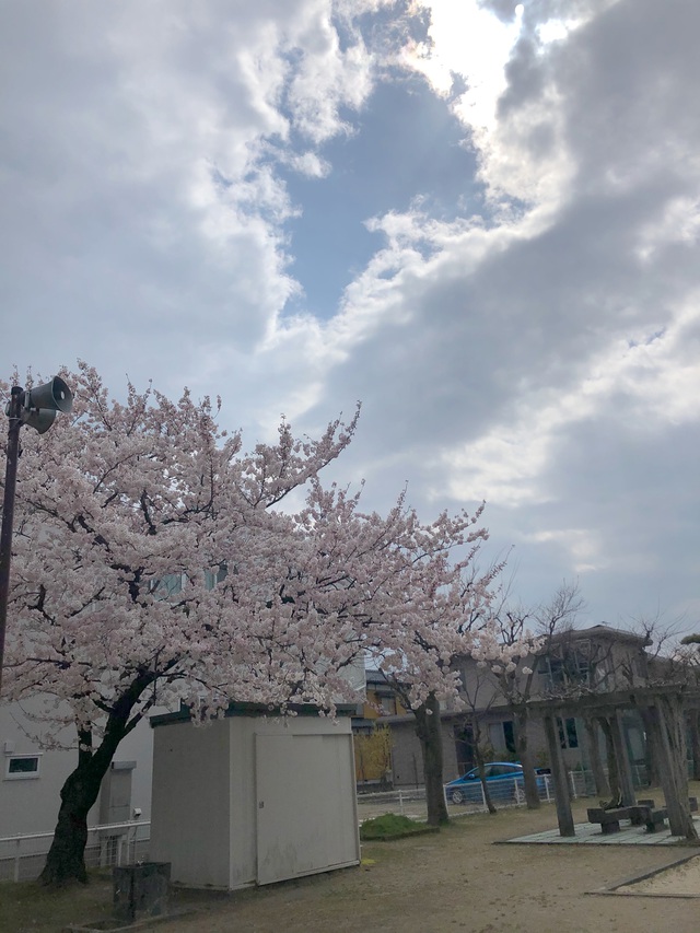 ?桜?